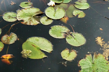 Little toad on top of water lilies in a green lake
