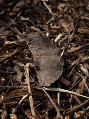 Camouflaged Spider on Leaf Litter