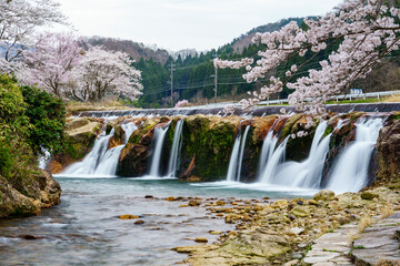 Obraz premium 石川県の穴場桜名所「十二ヶ滝」
