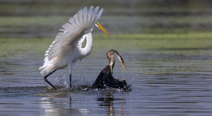 Intermediate egret (Ardea intermedia) snatching fish from the beak of Oriental darter (Anhinga...