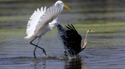 Intermediate egret (Ardea intermedia) snatching fish from the beak of Oriental darter (Anhinga...