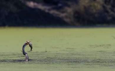 Oriental darter (Anhinga melanogaster) or snake bird fishing in river during winter migration in...