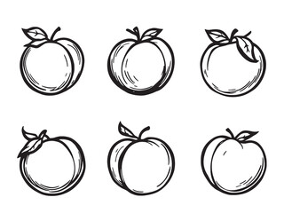 Elegant Blush Apricot Botanical Sketches