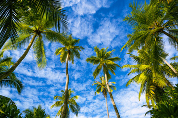 View from below of tropical palm trees and large green leaves against bright blue sky with white...
