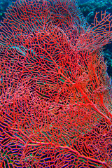 Sea Fan, Sea Whips, Gorgonian, Reef Building Corals, Coral Reef, Lembeh, North Sulawesi, Indonesia, Asia