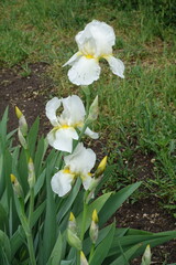 Obraz premium Group of three flowers of bearded irises in May