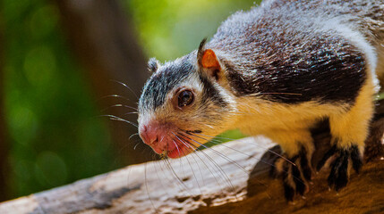 Grizzled Giant Squirrel, Ratufa macroura, Udawalawe National Park, Sri Lanka, Asia