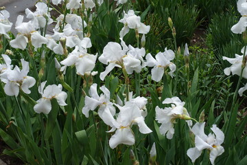 Numerous white flowers of bearded irises in May