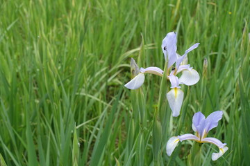 Two light violet flowers of irises in May