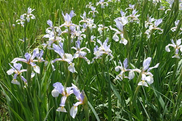 Volume of light violet flowers of irises in June