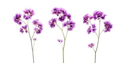 Obraz premium Pack of Statice Set Against Transparent Background for Floral or Event Design Projects