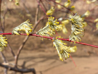 Spring awakening of nature in the Samara region