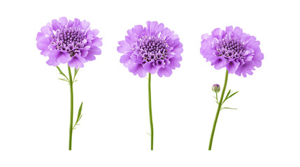 Fototapeta premium Pack of Scabiosa Set Against Transparent Background for Botanical or Floral Projects