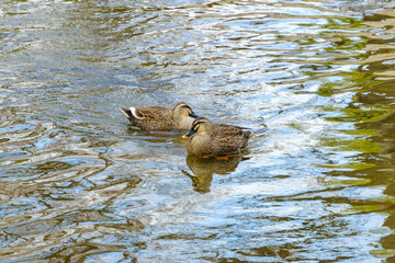カルガモのペアが泳ぐ川面