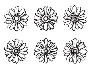 Cape Daisy Black Line Art on White Background