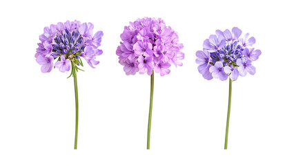 Obraz premium Pack of Scabiosa Set Against Transparent Background for Botanical or Floral Projects