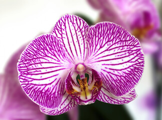 a pink bud of a single orchid houseplant Bucharest