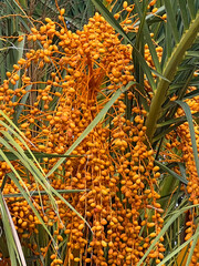 Date palm fruits in Sochi