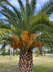 Date palm fruits in Sochi