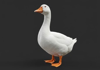 A white goose standing still