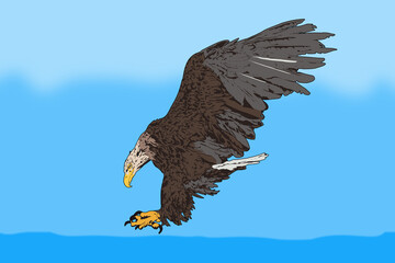 An illustration of a white-tailed eagle