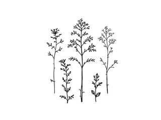 Chicory single clear vision black line art on white background