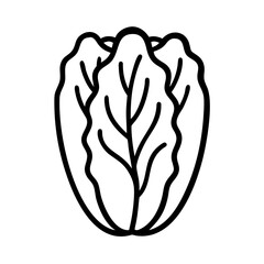 Fresh lettuce head illustration for healthy eating and salad ingredient design