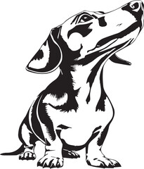 Dachshund Dog. Hand drawn vector illustration