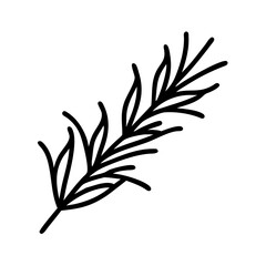 Rosemary sprig vector illustration, culinary herb drawing, aromatic plant design