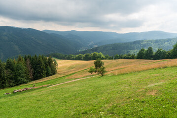 View from meadow near Kamenity hut in summer Moravskoslezske Beskydy mountains in Czech republic