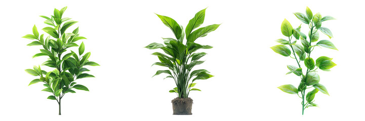 Fototapeta premium Isolated Green Plants on Transparent Background for Creative Design Use