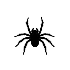 In the magnifier is an insect, Brachypelma smithi, a female spider, with a corresponding sketch, all part of a tarantula design intended for modern coloring books