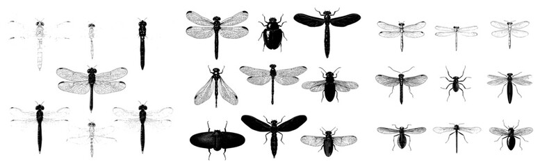 A vast array of insects, comprising bugs, beetles, and bees, with multiple species depicted in a classic, hand-drawn, vintage style, reminiscent of engraved illustrations and woodcuts