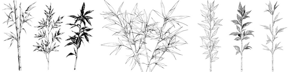 Modern isolated sketch illustration of a bamboo plant in black and white graphic