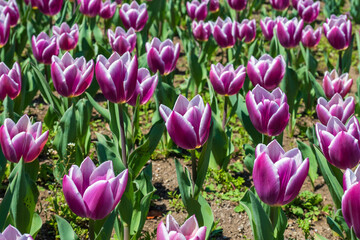春の花壇に咲くチューリップ