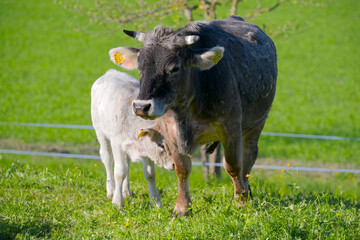 Close-up of mother cow with calf of breed Rätisches Grauvieh on meadow of Swiss farm on a sunny spring afternoon. Photo taken April 9th, 2025, Zurich Schwamendingen, Switzerland. © Michael Derrer Fuchs