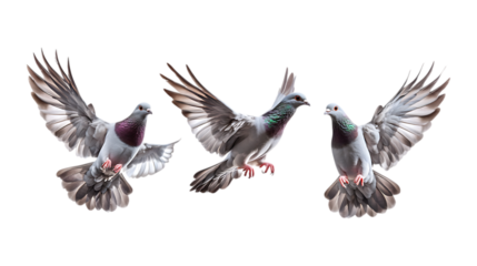 Pack of Flying Dove Set Against Transparent Background for Peace, Religious, or Design Themes
