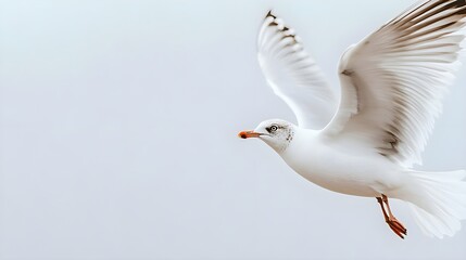 White Seagull With Black And Gray Wings Flying Against Light Sky