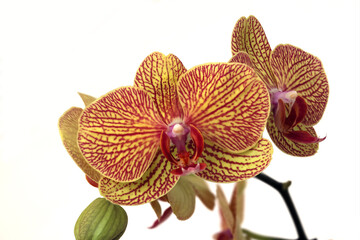  orange bud of a single indoor orchid kaleidoscope plant