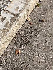 Autumn leaves on concrete pavement beside stone wall