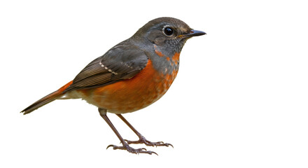 Isolated Orange-Flanked Bush-Robin Bird