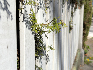 Resilient evergreen branches growing through concrete fence panels