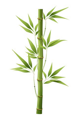 Obraz premium PNG Bamboo plant white background freshness.
