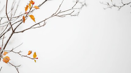 Obraz premium Autumn leaves on bare branches white background nature art minimalist photography close-up view