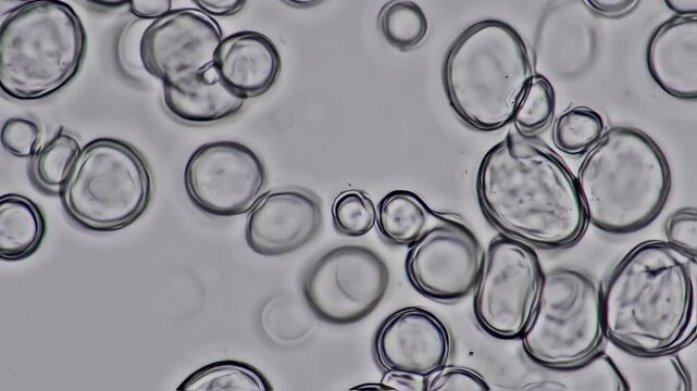 Close Up Trichomonas Protozoa 
