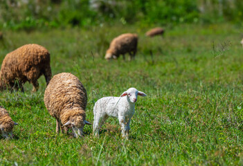 Adorable little lamb and sheeps in a farm.