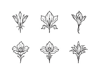 Flame Lily Clear Vision Black Line Art on White Background