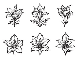 Flame Lily Clear Vision Black Line Art on White Background Design