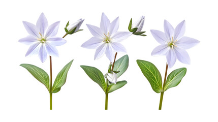 Pack of Starflower Set Against Transparent Background for Botanical or Floral Projects