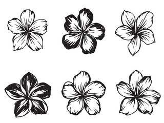 Obraz premium Frangipani Black Line Art Single Clear Vision on White Background